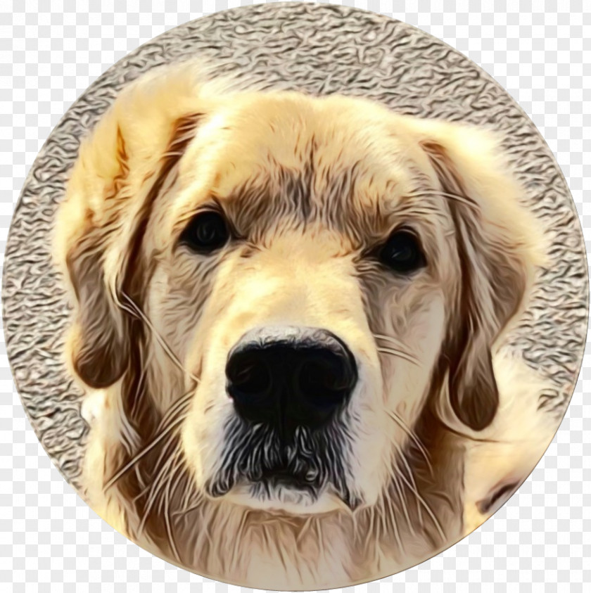 Snout Sporting Group Dog Golden Retriever Breed PNG