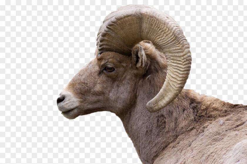 Bighorn Sheep River Goat PNG