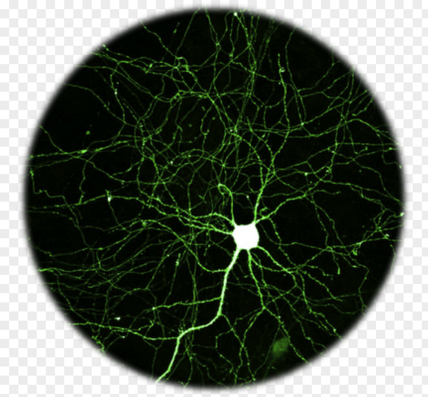 Brain Neuron Nervous System Nerve Human Body PNG