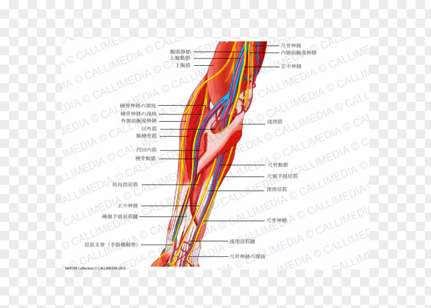 Hand Forearm Ulnar Nerve Median Human Anatomy PNG
