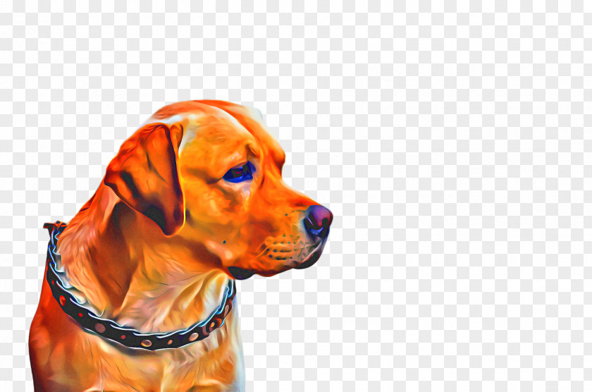 Pointing Breed Portuguese Pointer Cute Dog PNG