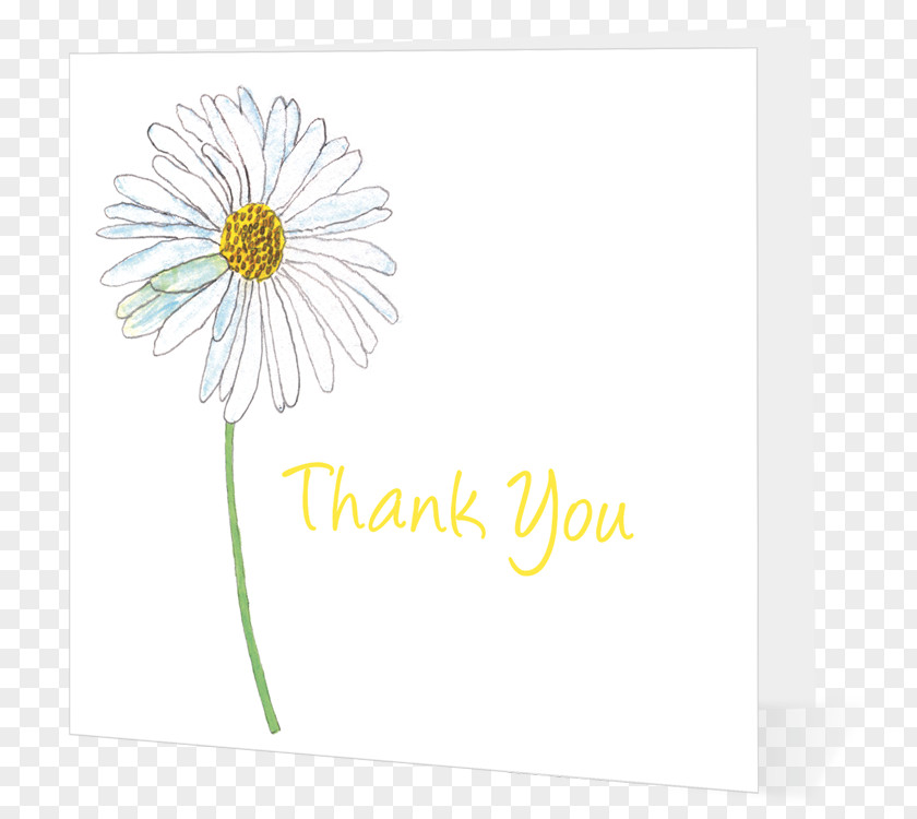 Warm Wishes Cut Flowers Floral Design Floristry Transvaal Daisy PNG