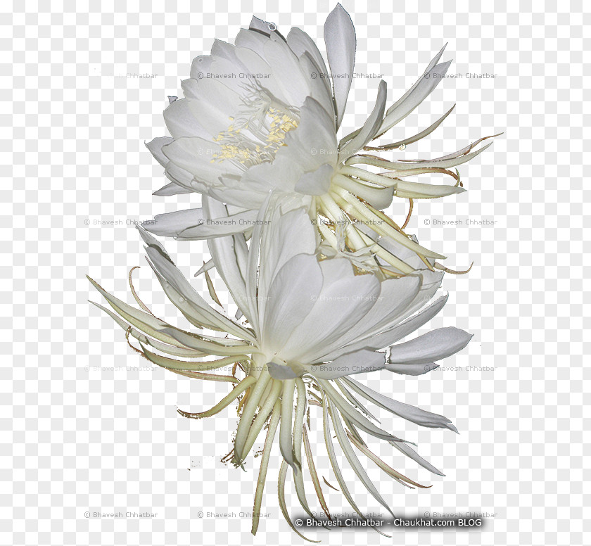 Lord Brama Large-flowered Cactus Epiphyllum Cactaceae Daisy Family Common PNG
