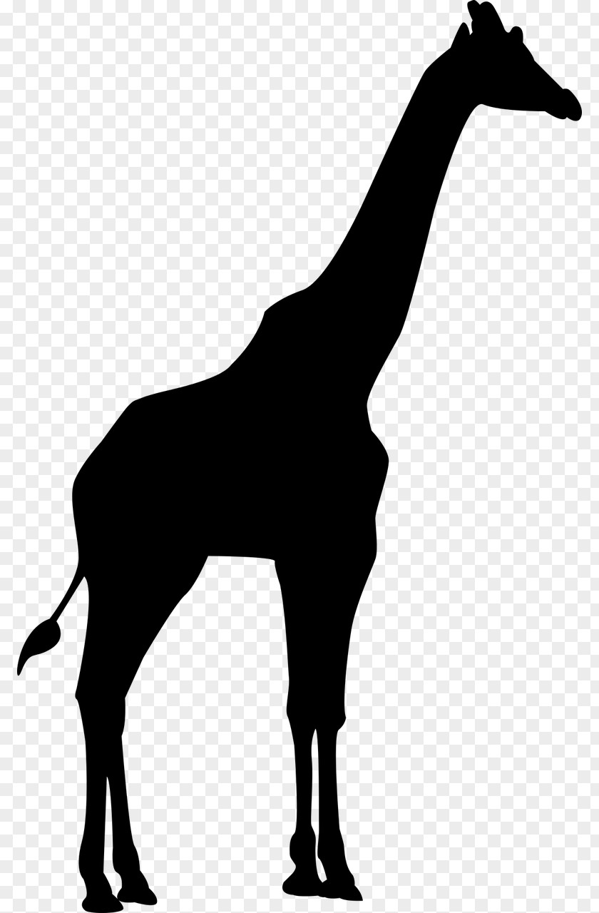 Silhouette Mane Northern Giraffe Clip Art PNG