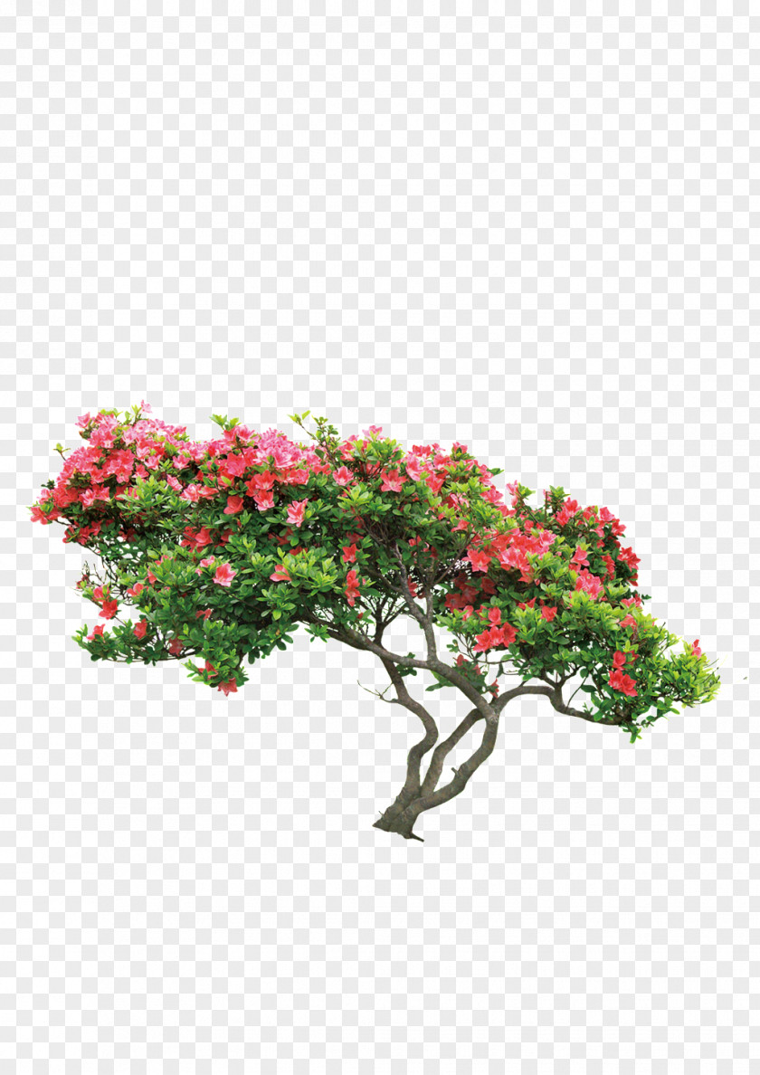 Tree Image Flower PNG