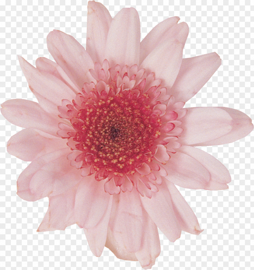 Dahlia Transvaal Daisy Cut Flowers White PNG