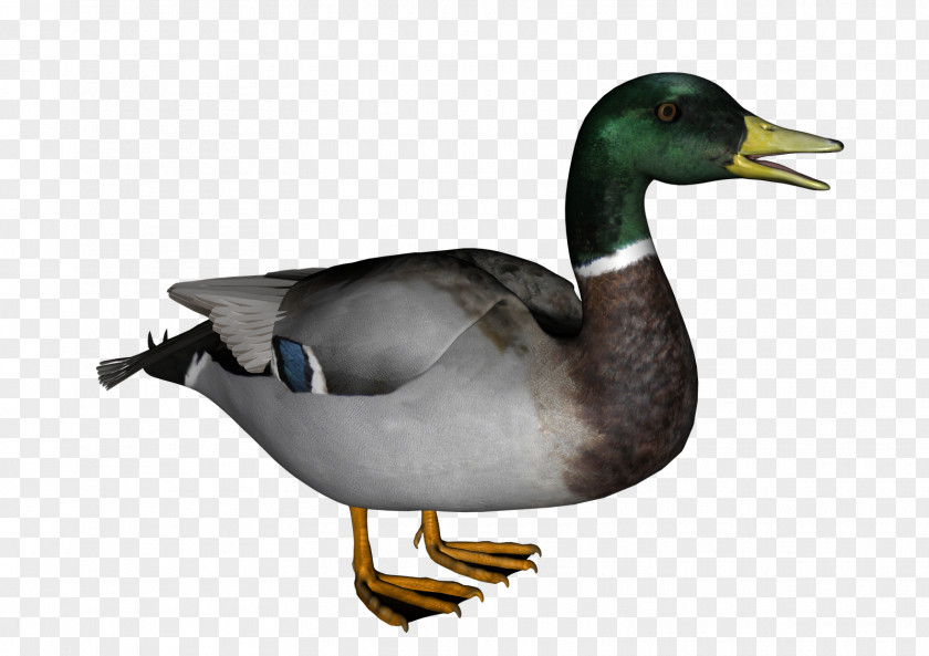 Duck 2 American Pekin PNG