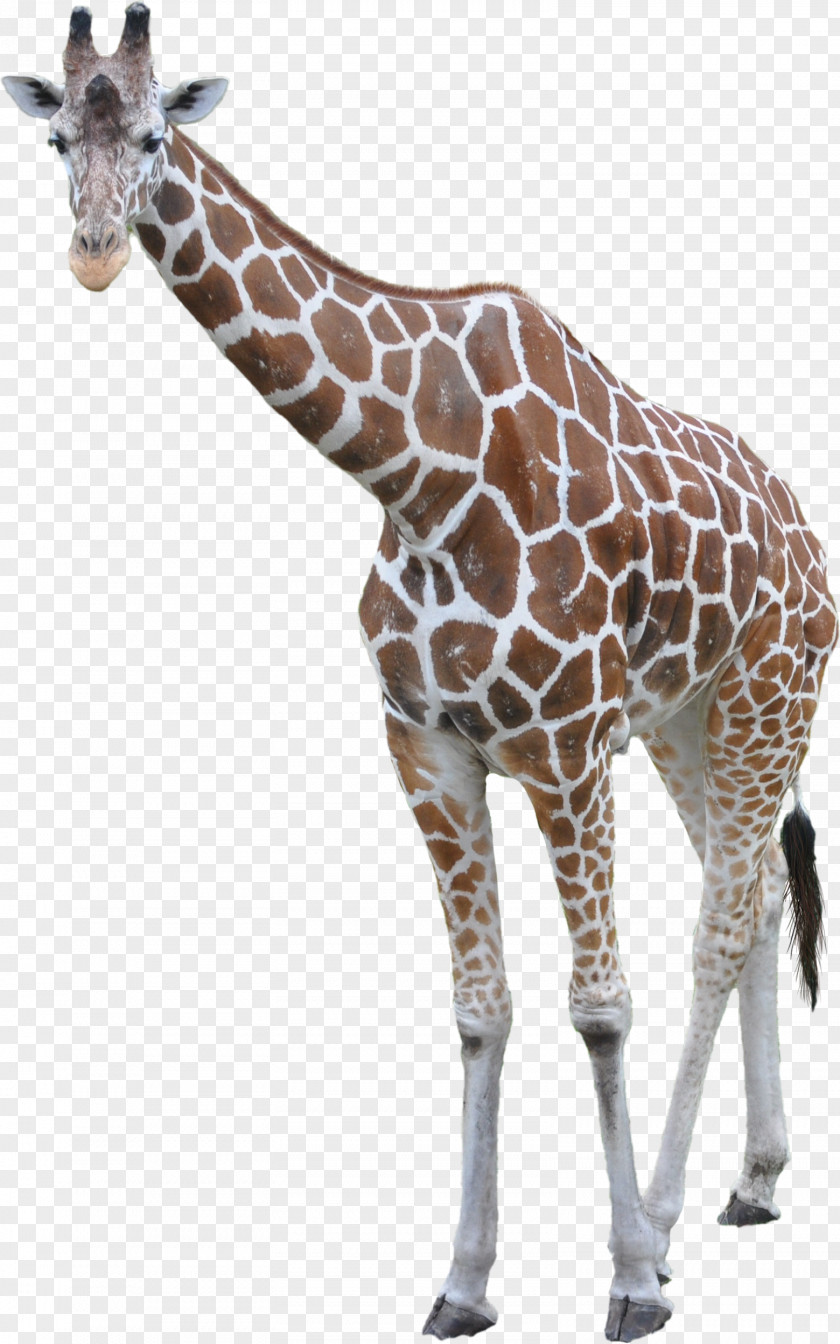 Giraffes Image Resolution Clip Art PNG