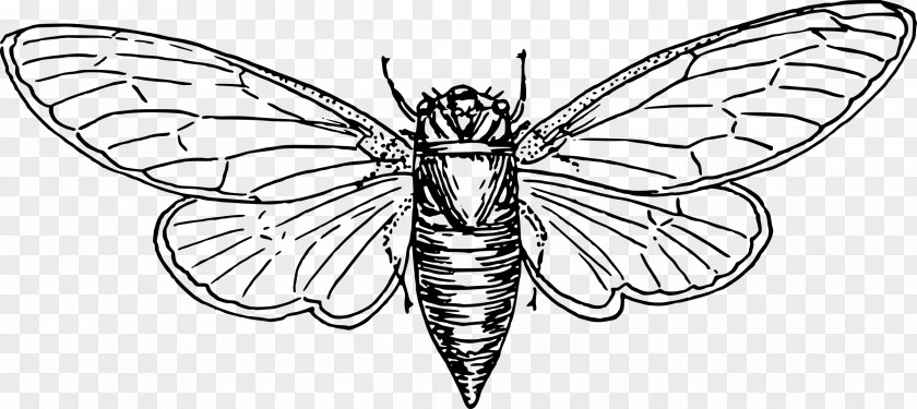 Locust Coloring Book Cicadas Clip Art PNG