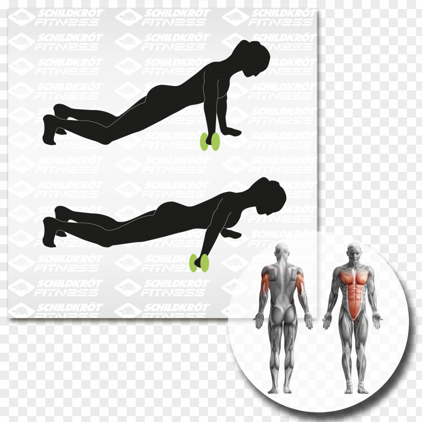 Torro Human Body Anatomy Muscle Abdominal Exercise PNG