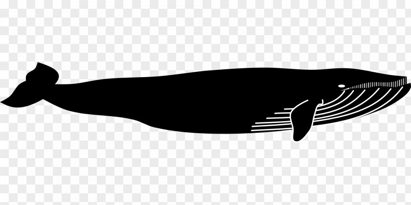 Whale Blue Marine Mammal Animal PNG
