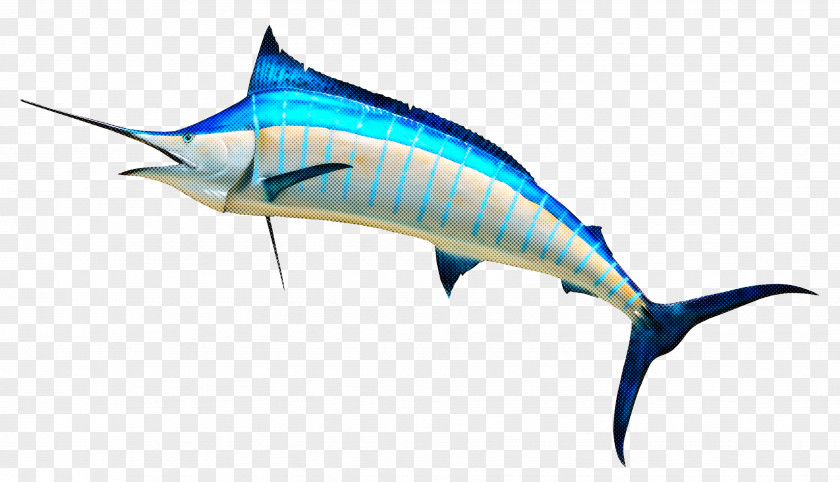 Bonyfish Tuna Fish Swordfish Sailfish Marlin Atlantic Blue PNG