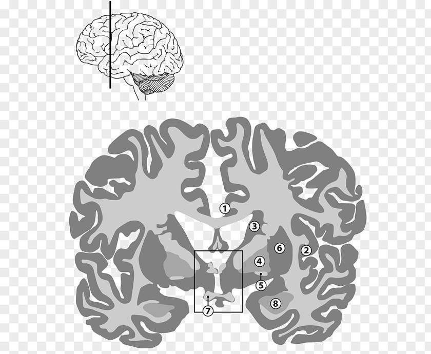 Brain Human Behavior Tree PNG