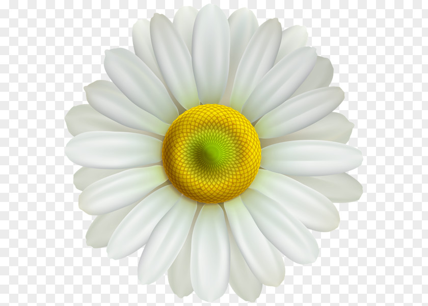 Daysy Transparency And Translucency Clip Art Common Daisy Image Desktop Wallpaper PNG