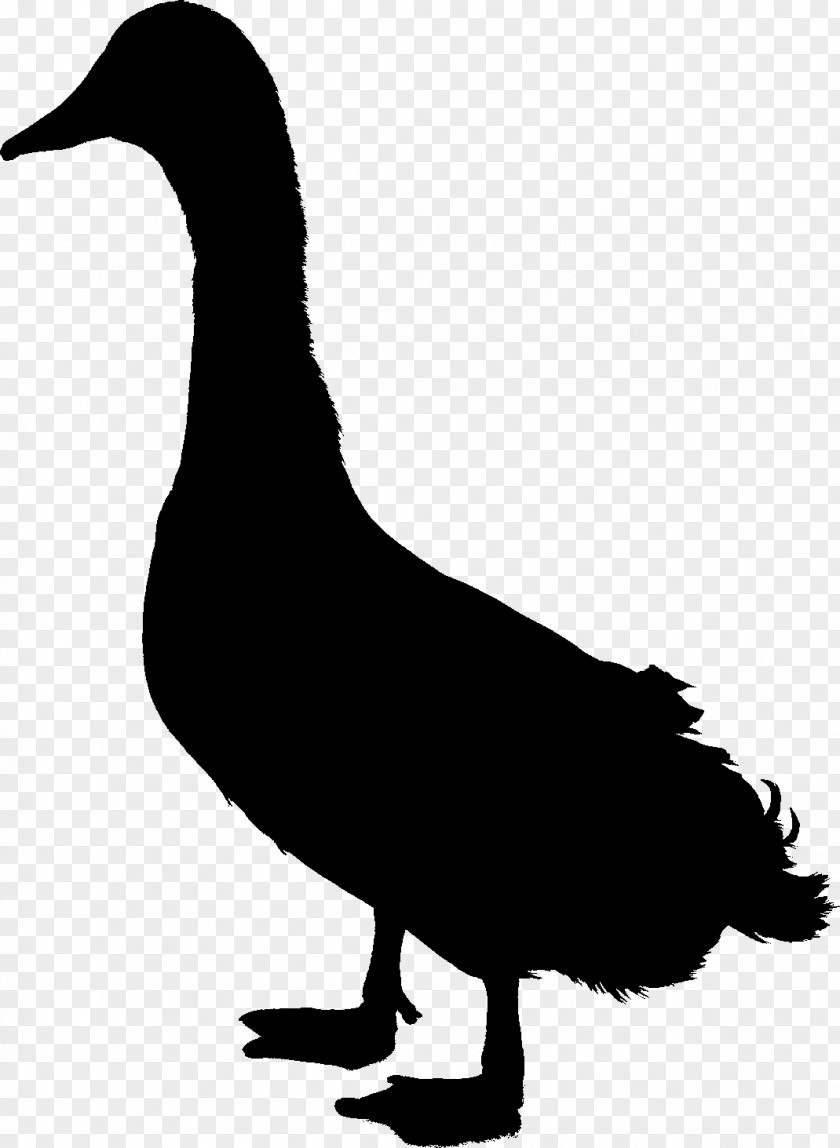 Duck Goose Clip Art Fowl Feather PNG