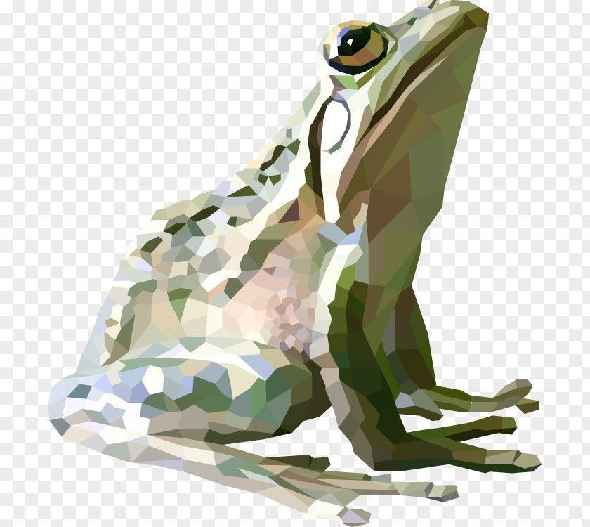 Frog Toad True Graphics Graphic Design PNG