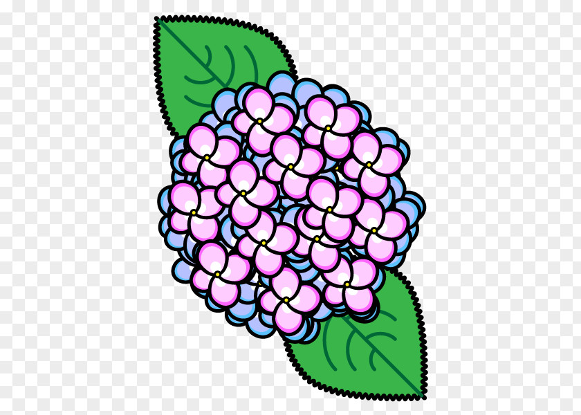 Plant Flower Hydrangea Hydrangeaceae Cornales PNG