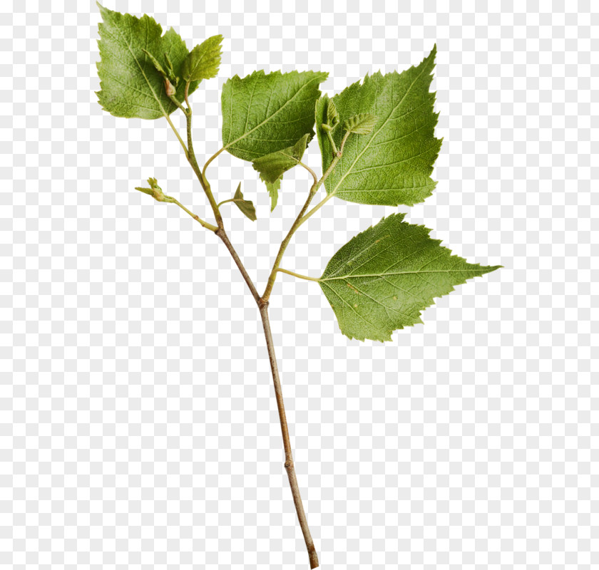Tree Branch Paper Birch Stock Photography PNG