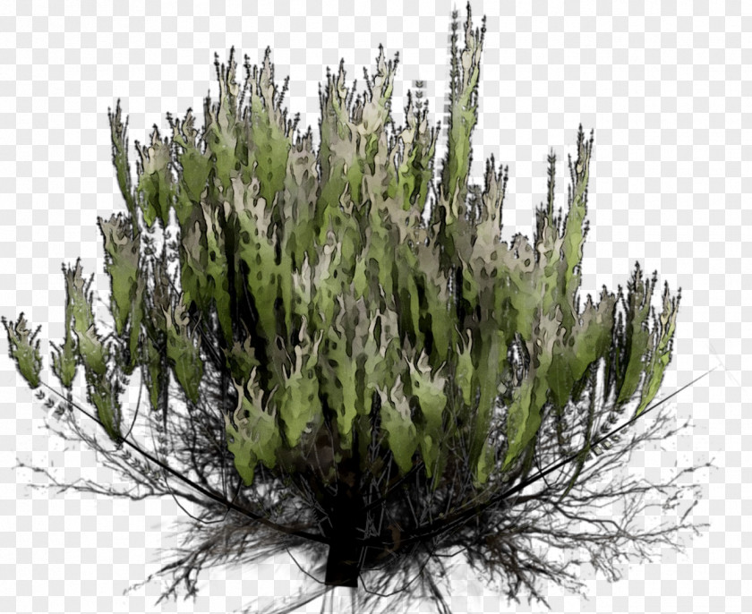 Biome Cupressus Shrub Cupressaceae PNG