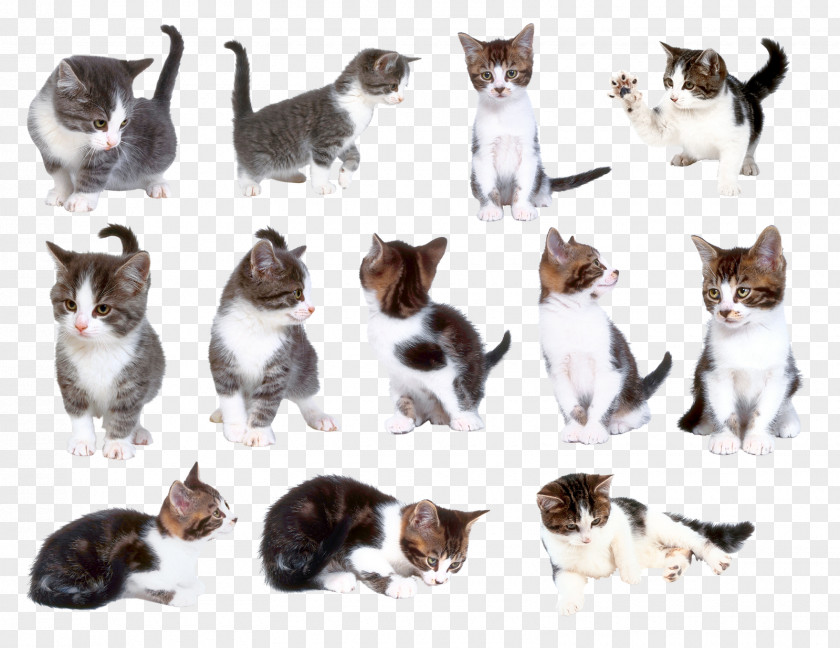 Cats Cat Kitten Pet Clip Art PNG