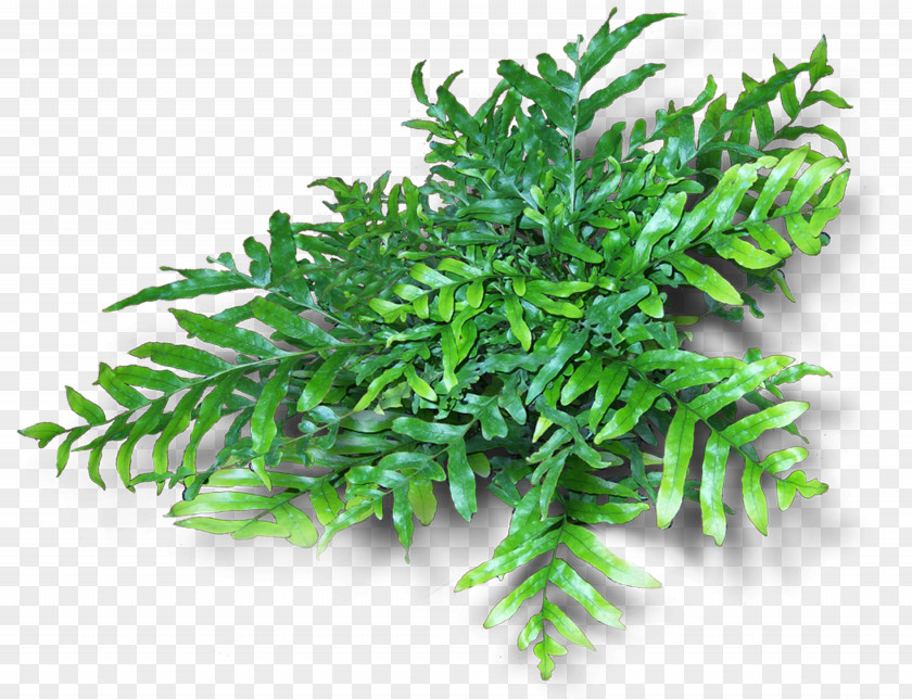 Claw Fern Vascular Plant Evergreen Branch Tree PNG