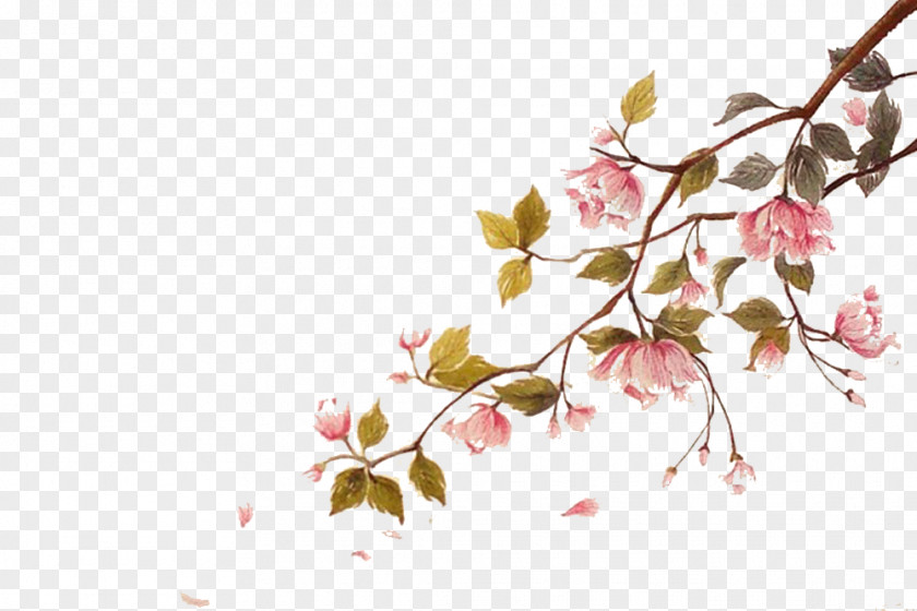 Falling Cherry Blossoms Float Picture Material Blossom Watercolor Painting Ci PNG
