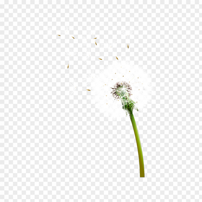 Floating Petals PNG