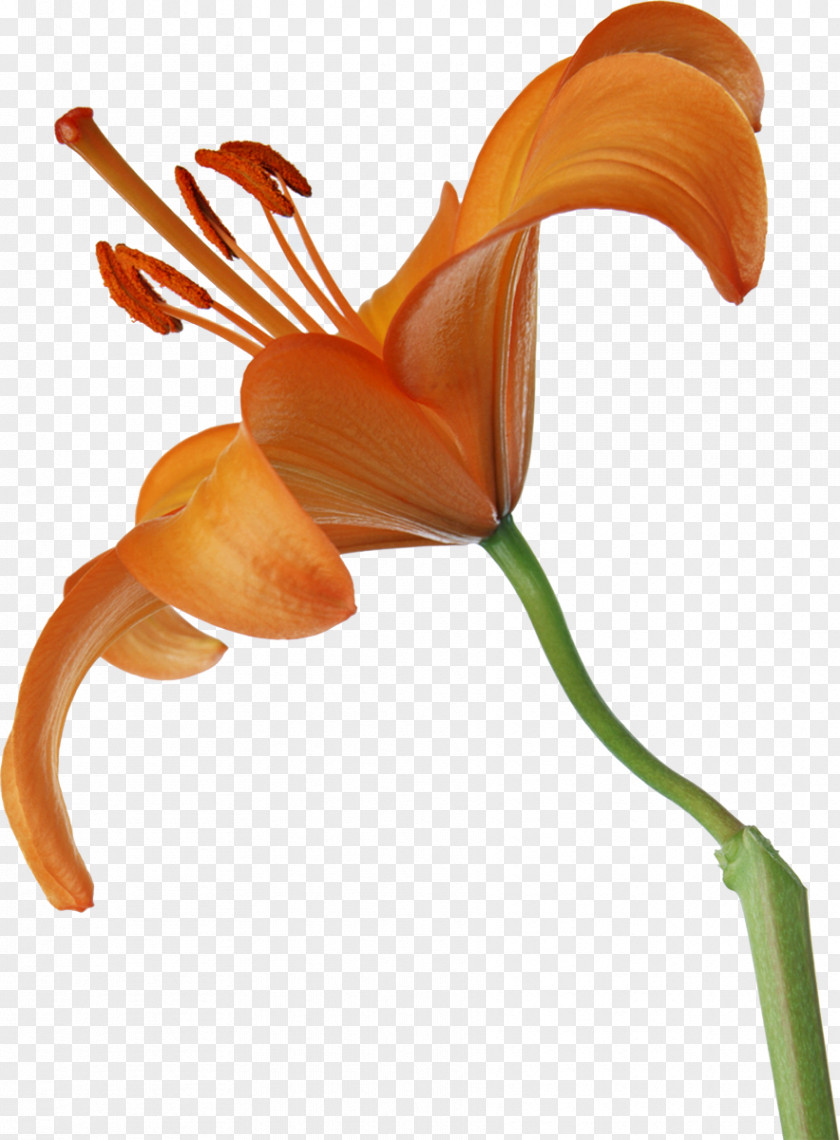 Flower Lilium Petal Cut Flowers PNG