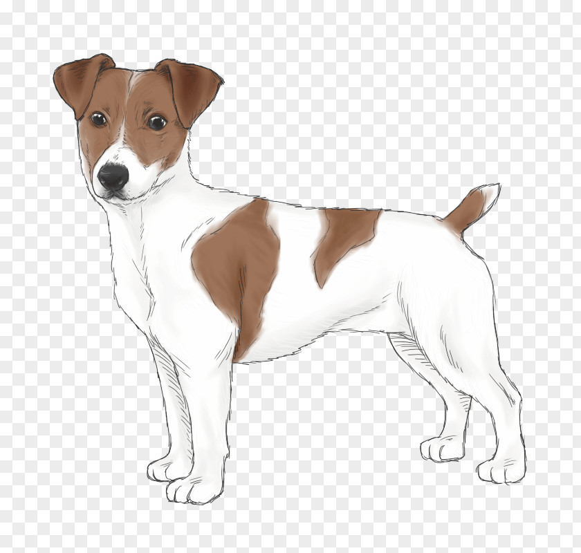 Jack Russel Russell Terrier Parson Plummer Smooth Fox PNG