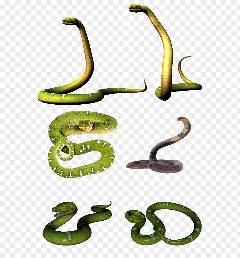 Snake Mambas Venomous Cobra Clip Art PNG