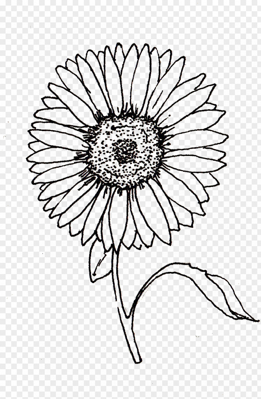 Sunflower Oil Drawing Line Art Visual Arts PNG