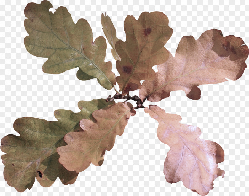 Twig Oregon White Oak Plane PNG