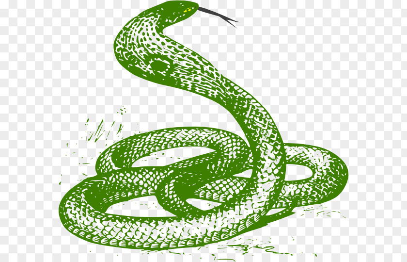 Anaconda Snake Drawing King Cobra PNG