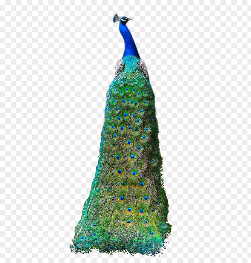 Beautiful Peacock Material PNG peacock material clipart PNG