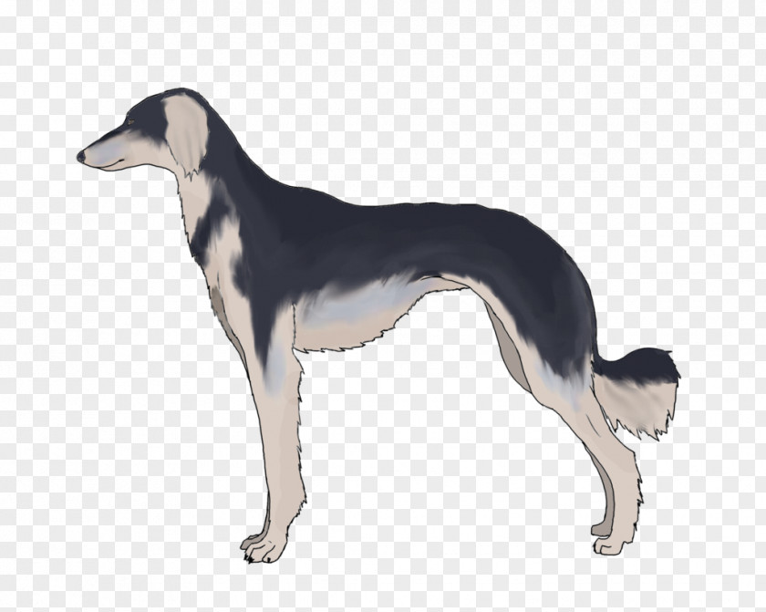 Dark Grizzle Saluki Spanish Greyhound Sloughi Whippet PNG