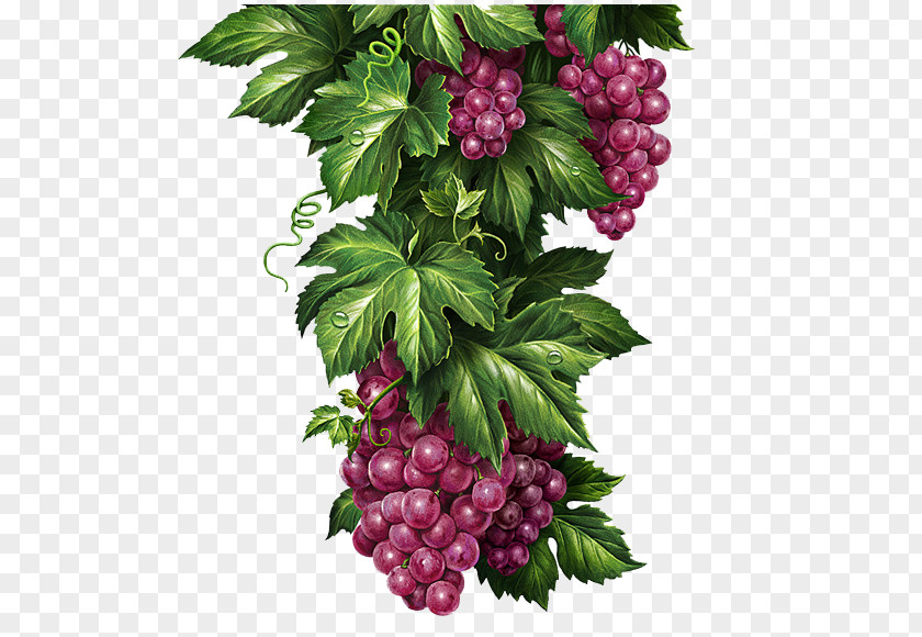 Delicious Grapes Chernogolovka Grape Lemonade Illustrator Illustration PNG