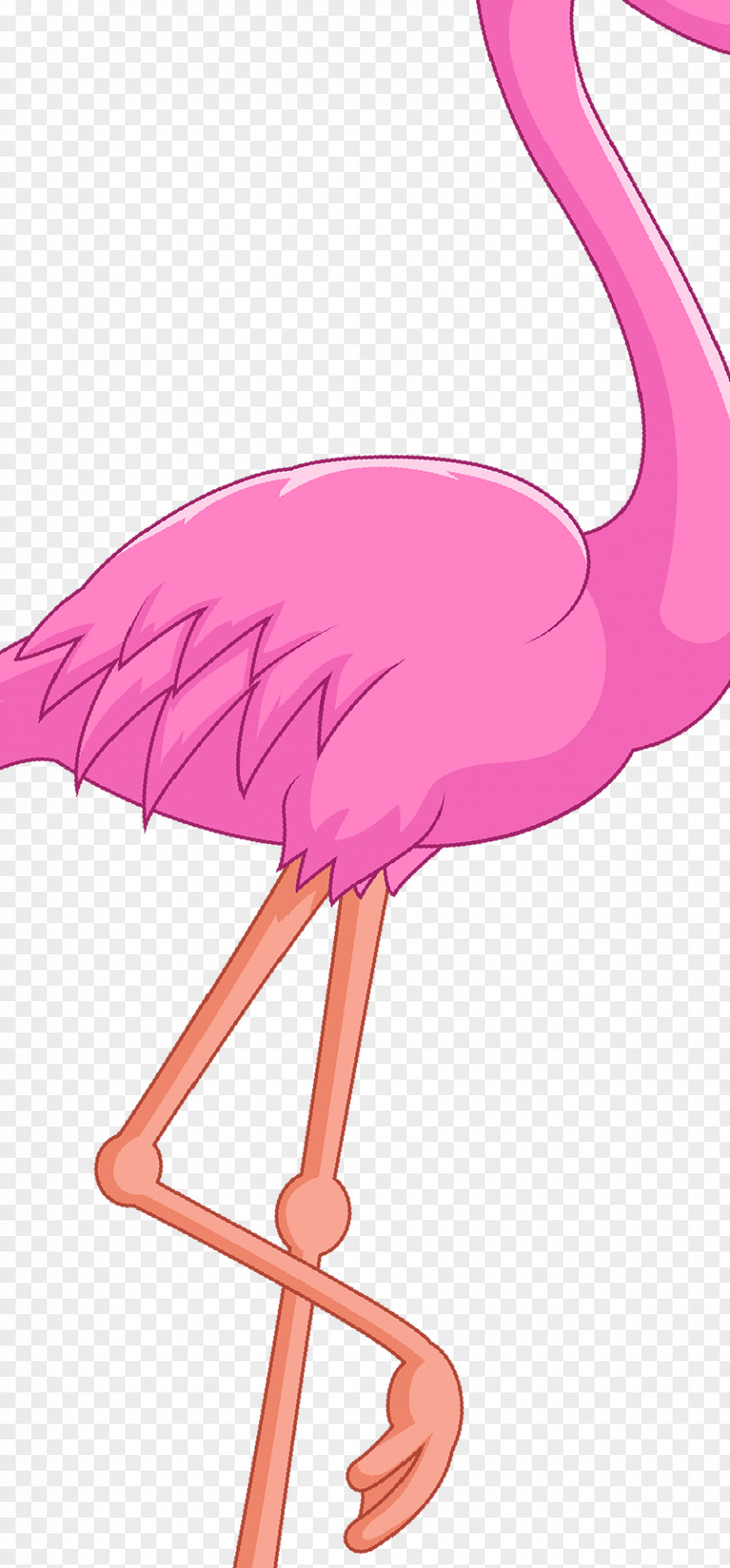 Flamingo Water Bird Vertebrate Beak PNG