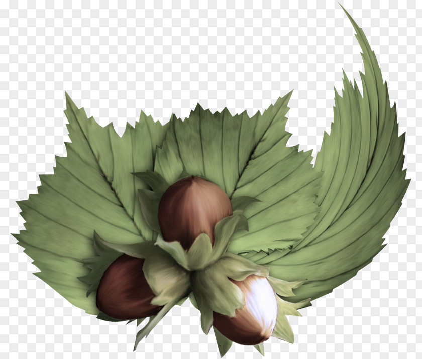 Leaf Flower Plant Tree Petal PNG