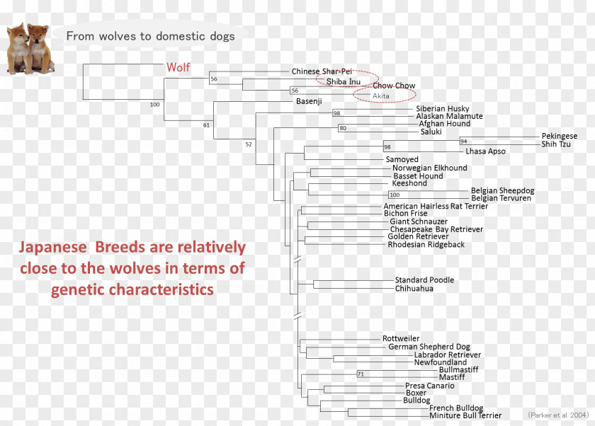 Line Document Angle PNG