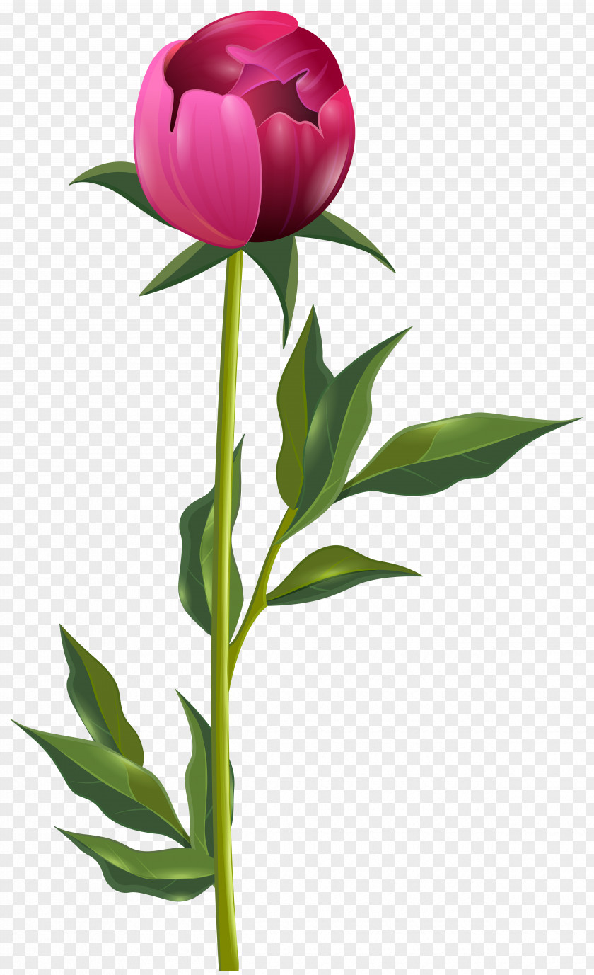 Peony Clip Art Image PNG