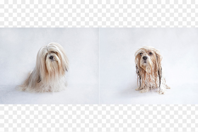 Puppy Lhasa Apso Dog Grooming Show Pet PNG