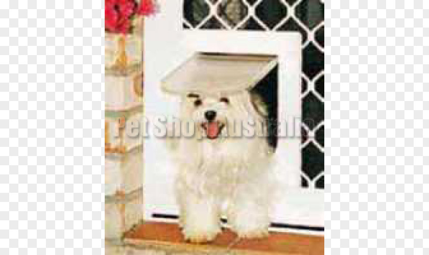 Security Door Maltese Dog Havanese Coton De Tulear Cat West Highland White Terrier PNG