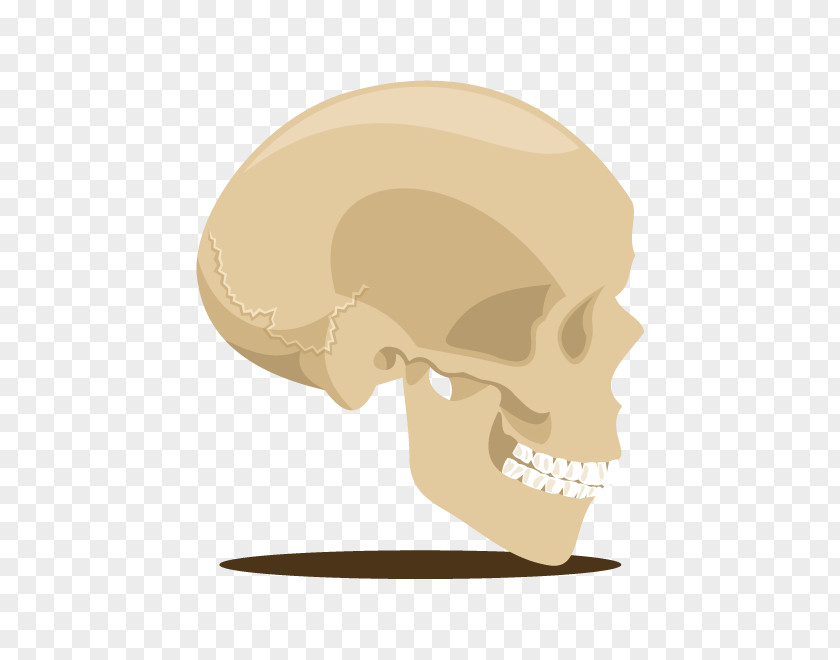 Vector Skull Head Skeleton U9ab7u9ac5 PNG