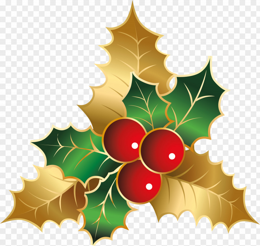 Christmas Colors Holly Flower Day Aquifoliales PNG