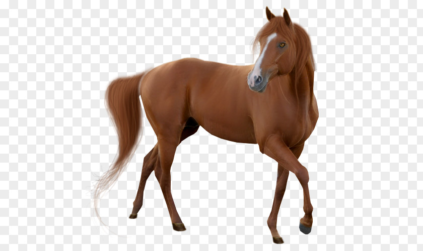 Horse Mare Stallion Clip Art PNG