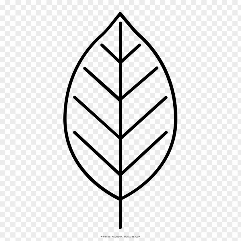 Leaf Drawing Coloring Book Black And White PNG