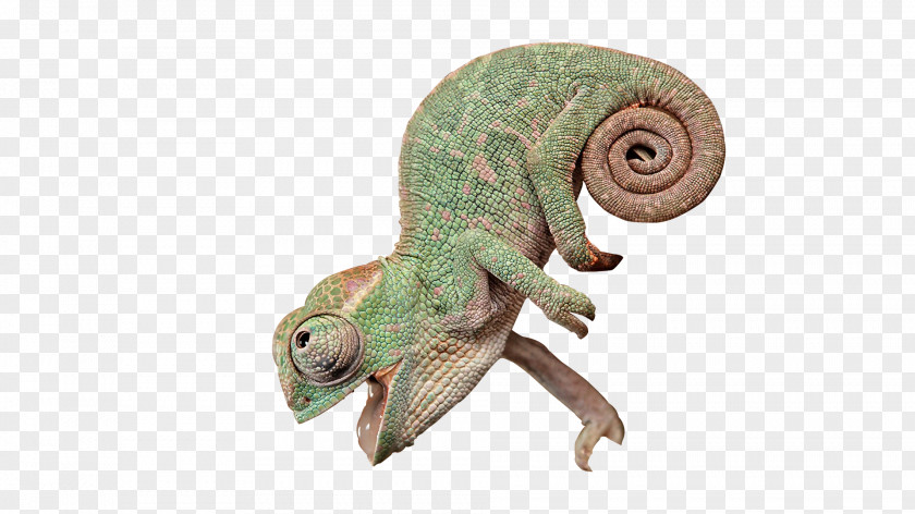 Lizard Creative Chameleons Reptile PNG