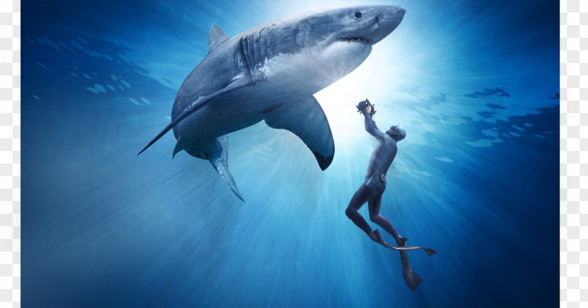 Shark Great White Documentary Film Predation PNG