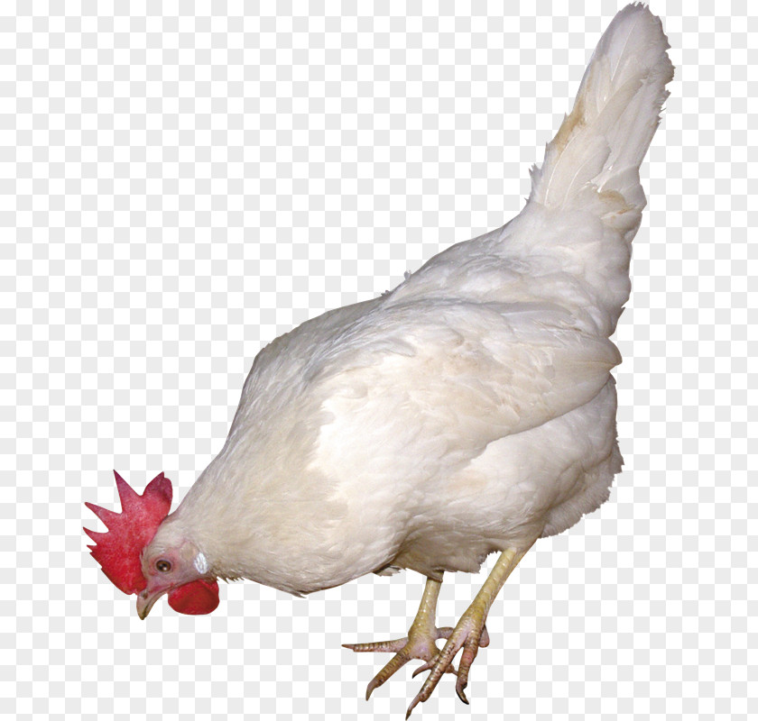 Chicken Karahi Rooster Phoenix Clip Art PNG
