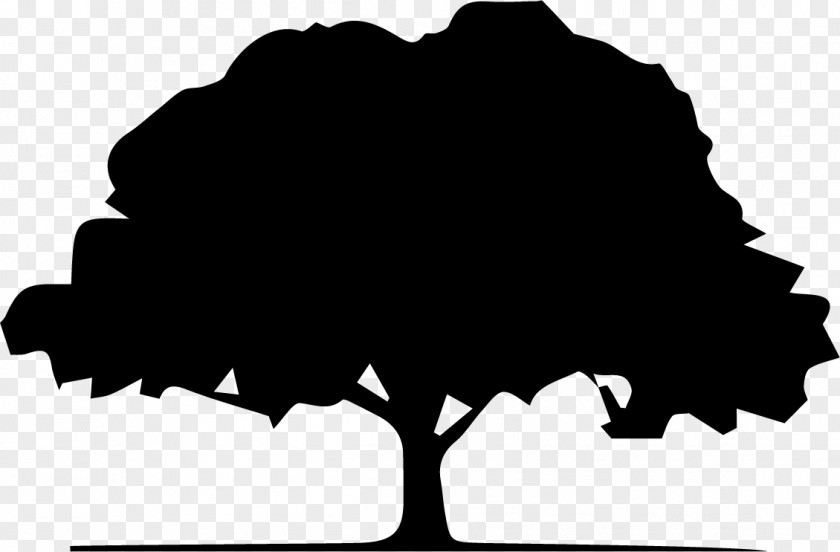 Meteorological Phenomenon World Oak Tree Silhouette PNG